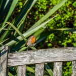 Pettirossi infreddoliti nel giardino, cercando cibo in un ambiente invernale.