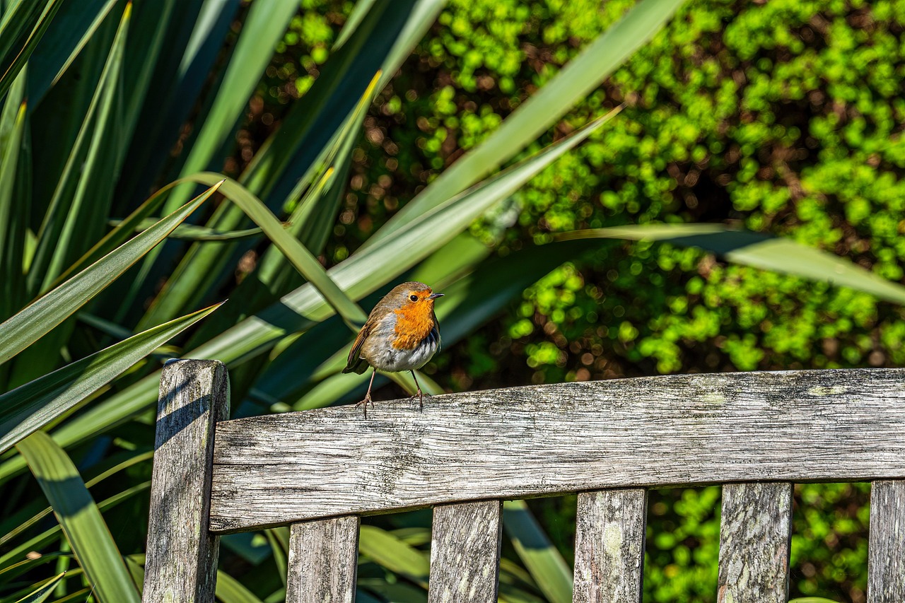 Pettirossi infreddoliti nel giardino, cercando cibo in un ambiente invernale.