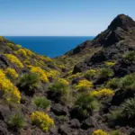 Flora dell’isola di Salina: le specie botaniche dell’arcipelago eoliano
